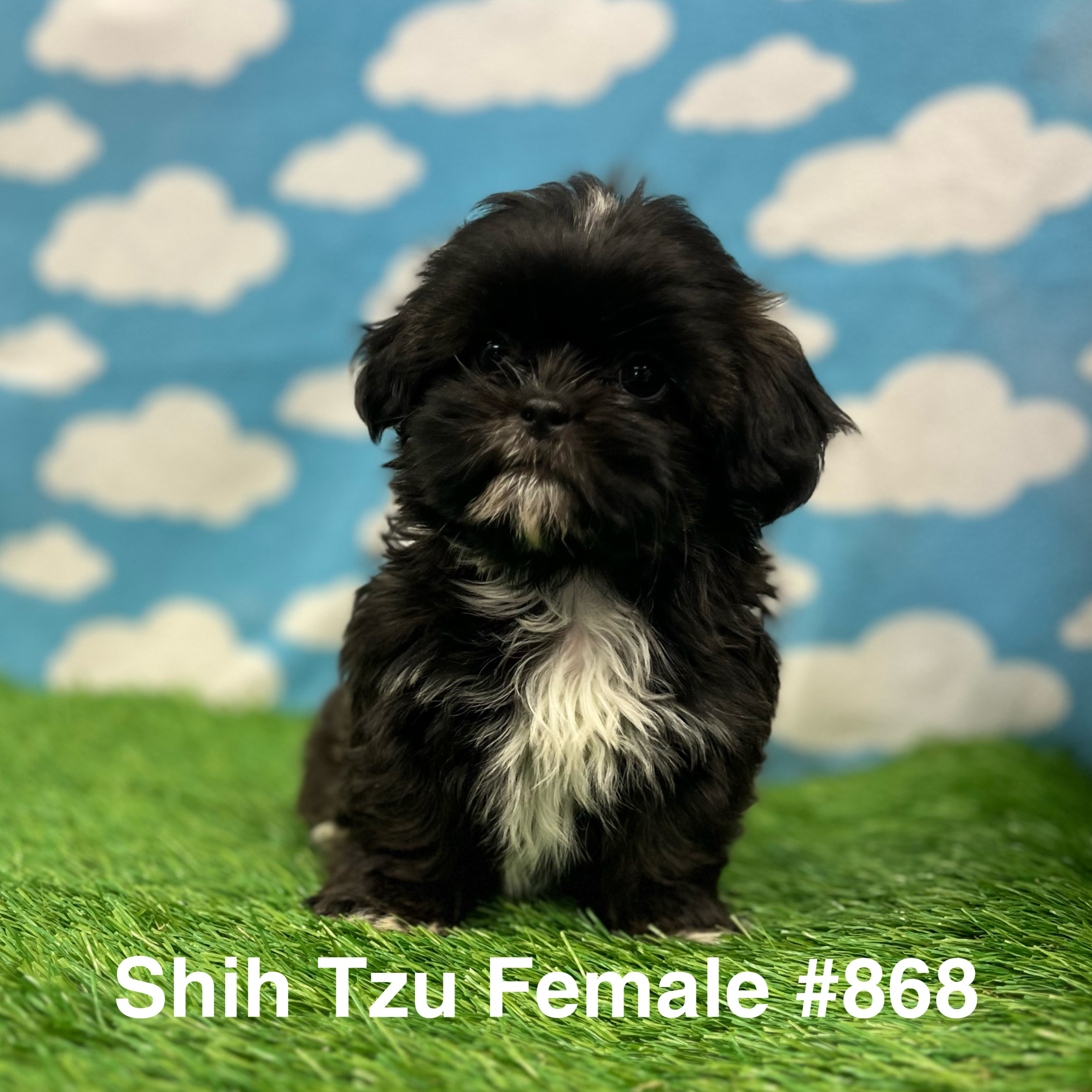 are shih tzus supposed to have a underbite