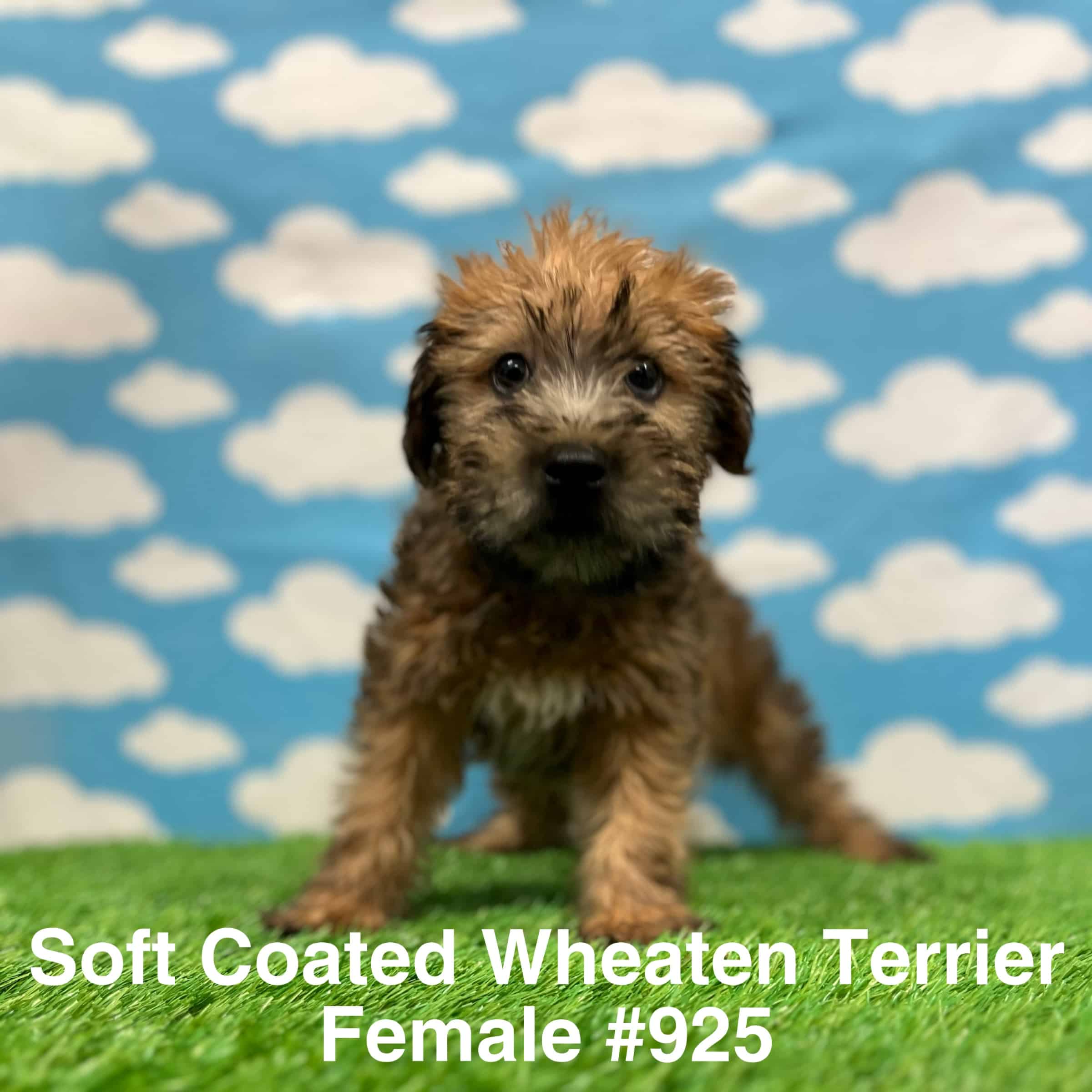 SC Wheaten Terrier Just Pets