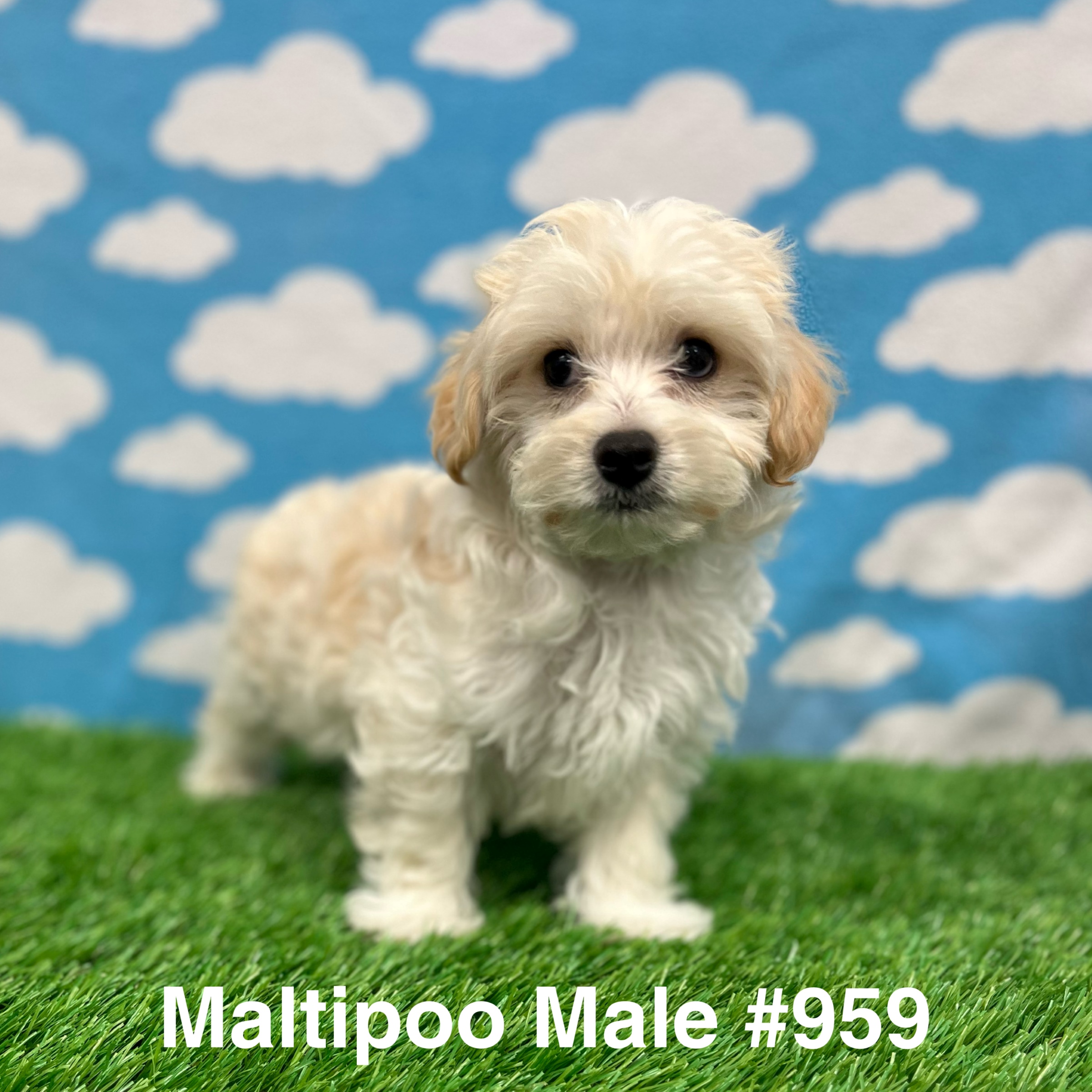 maltipoo-just-pets