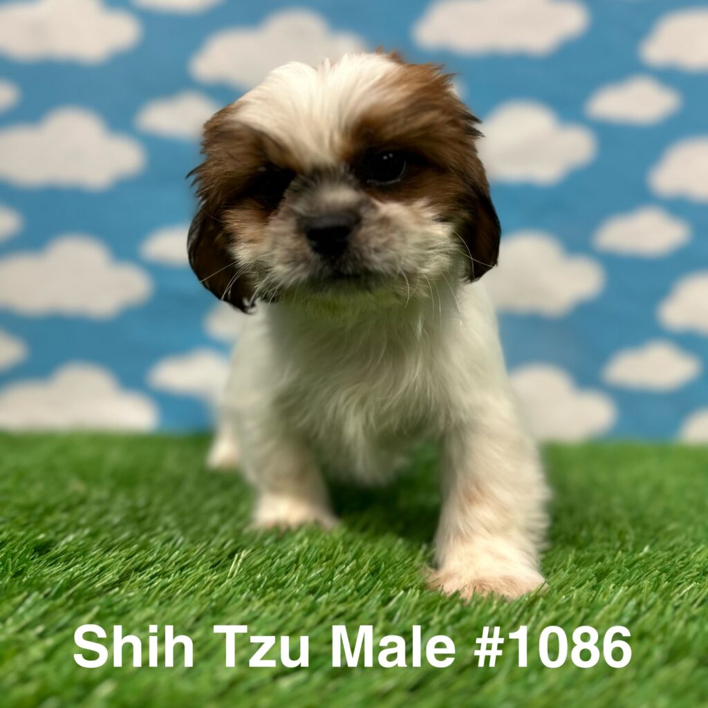 Shih Tzu - Just Pets