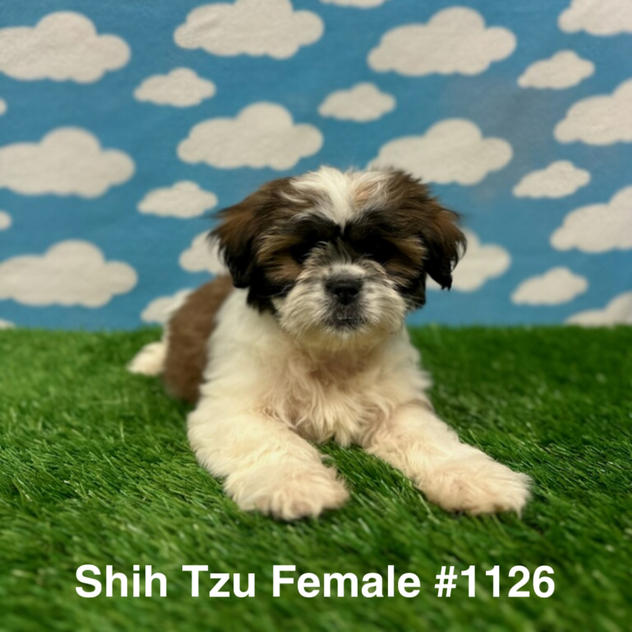 Shih Tzu - Just Pets